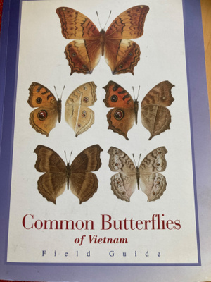 COMMON BUTTERFLIES OF VIETNAM