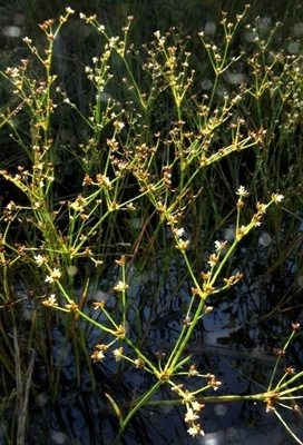 Solmuvihvilä (Juncus articulatus), siemeniä 200 kpl