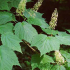 Tähkävaahtera (Acer spicatum), siemeniä 30 kpl - pikkukuva 2