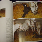 Joco Znidarsic : The Lipizzan Horses ( 1 p. 2004 ) SIS.PK! - pikkukuva 4