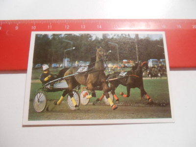 K 15 Jenkki Ravi ja ratsastus # 33