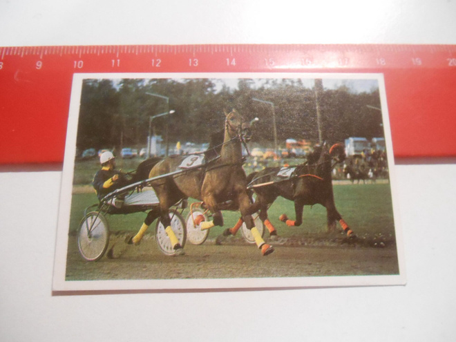 K 15 Jenkki Ravi ja ratsastus # 33