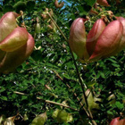 Keltarakkopensas (Colutea arborescens), siemeniä 20 kpl - pikkukuva 2