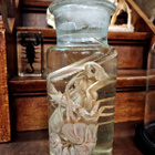 Vanha wet specimen -preparaatti (Astacidae), 1950–1960-l. - pikkukuva 4