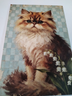 Kissa kortti,kulkematon.