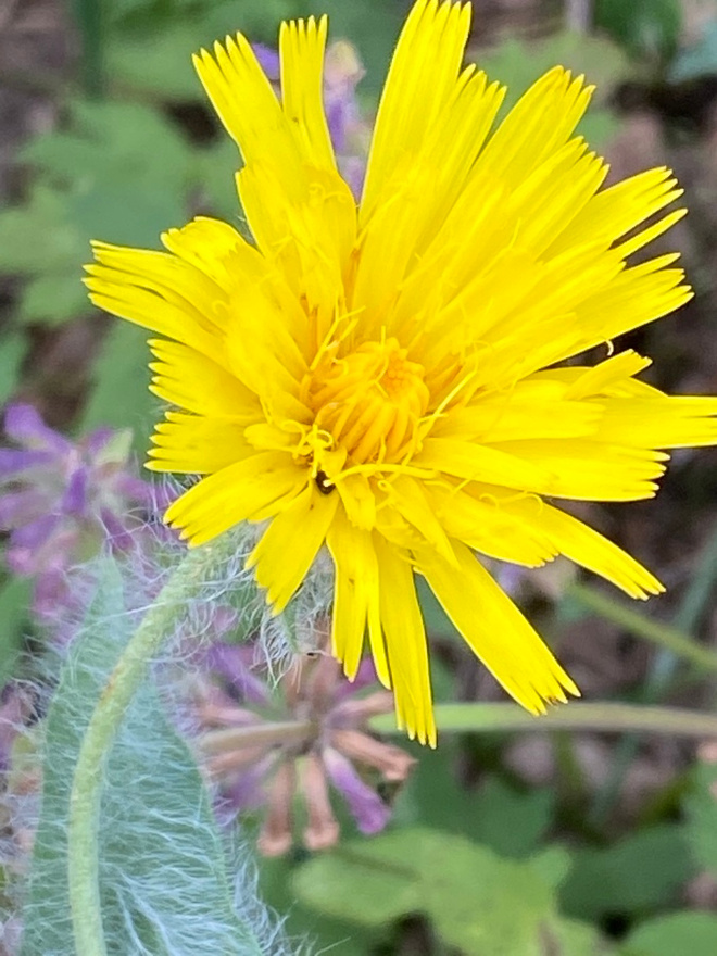 Villakeltano (Hieracium villosum), siemeniä 50 kpl