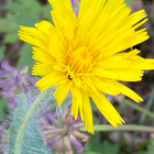 Villakeltano (Hieracium villosum), siemeniä 50 kpl - pikkukuva 1