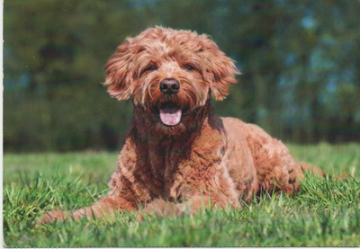 GOLDENDOODLE POSTIKORTTI