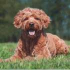 GOLDENDOODLE  POSTIKORTTI - pikkukuva 1