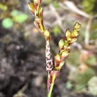 Sormisara (Carex digitata), siemeniä 50 kpl - pikkukuva 2