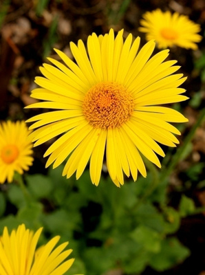 Isovuohenjuuri (Doronicum plantagineum), siemeniä 50 kpl