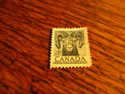 kanada pm joku lammas