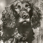 COCKERSPANIEL POSTIKORTTI - VEB POSTKARTEN VERLAG - pikkukuva 1