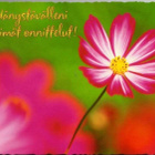 kortti ** Onnea kukkienkin kera - erilaisia - pikkukuva 4