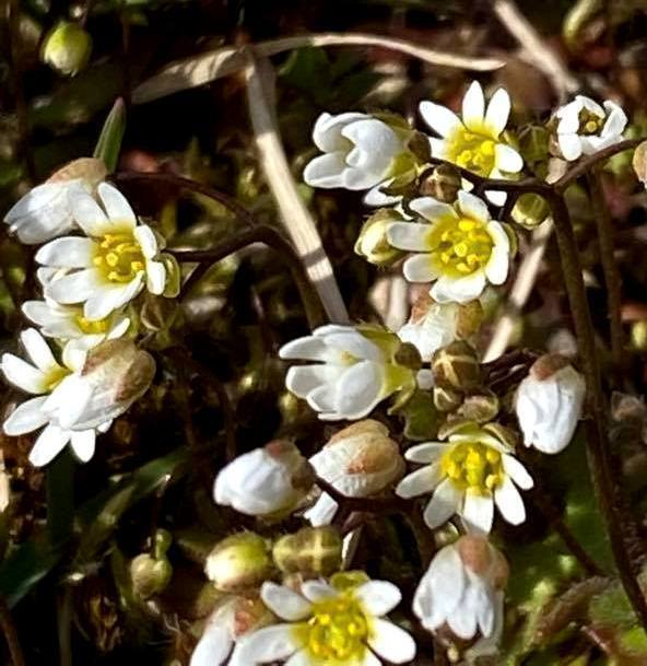 Kevätkynsimö ( Draba verna), siemeniä 200 kpl