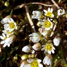 Kevätkynsimö ( Draba verna), siemeniä 200 kpl - pikkukuva 1