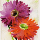 kortti **  Immonen Minna Gerbera - erilaisia kukkakortteja - pikkukuva 4