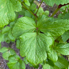 Rantaputki (Ligusticum scoticum), siemeniä 50 kpl - pikkukuva 2