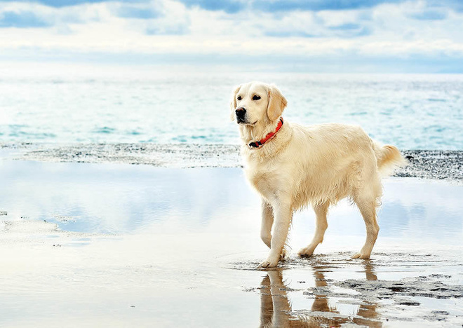 Kultainennoutaja Golden Retriever #3031