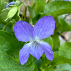 Aho-orvokki (Viola canina), siemeniä 50 kpl - pikkukuva 1