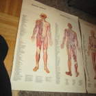 HERMOSTO / LUUSTO ANATOMIA TAULU TAI LAMINOITU JULISTEET - pikkukuva 2