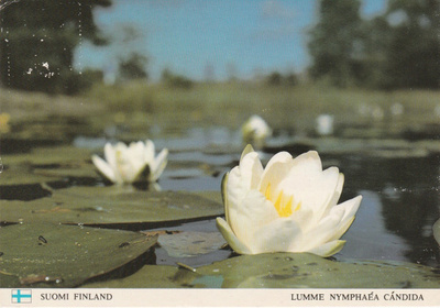 Postikortti  KASVIT LUMME, Suomi-tunnus, lippu
