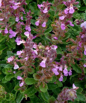 Tammiteurikka (Teucrium chamaedrys), siemeniä 50 kpl