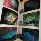 Debelius : ASIA PACIFIC REEF GUIDE ( SIS POSTIKULU) - pikkukuva 2