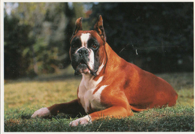 BOKSERI POSTIKORTTI