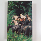 Jane Kidd : Horses and Ponies of the World - pikkukuva 2
