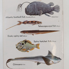 My picture library - Fish - pikkukuva 2