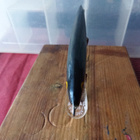 Rapala  Floating Finland 10,5cm Onninen Oy mainosuistin - pikkukuva 3