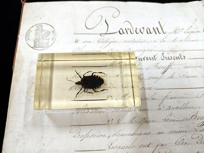 Natura Obscura – Entomologinen näyte no. 329