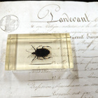 Natura Obscura – Entomologinen näyte no. 329 - pikkukuva 1
