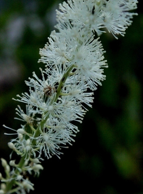 Tähkäkimikki (Actaea racemosa), siemeniä 50 kpl
