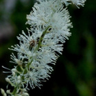 Tähkäkimikki (Actaea racemosa), siemeniä 50 kpl - pikkukuva 1