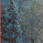 WWF Suomi-Finland - pikkukuva 1