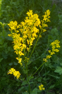 Peltokanankaali (Barbarea vulgaris), siemeniä 50 kpl