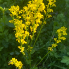Peltokanankaali (Barbarea vulgaris), siemeniä 50 kpl - pikkukuva 1