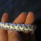 Rannekoru / Rannerengas Polka Dot - pikkukuva 2