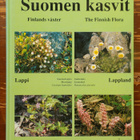 Niilo Lounamaa:  Suomen kasvit - pikkukuva 1