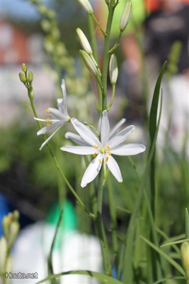 Tähkähietalilja (Anthericum liliago), siemeniä 50 kpl