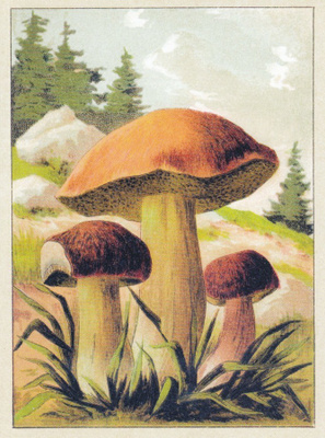Kangastatti (isohko kortti)