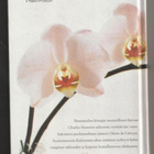 Marcel Proust - Swannin Rakkaus - pikkukuva 2