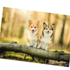 °°Welsh Corgi KOIRAT metsässä°° -KORTTI /(Kulkematon) - pikkukuva 1