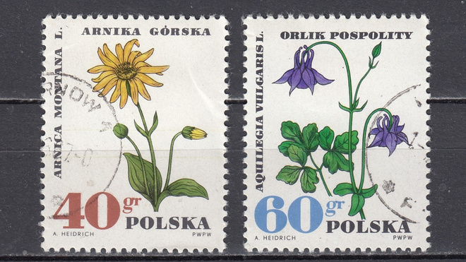 Puola 1967 Etelänarnikki ja Lehtoakileija