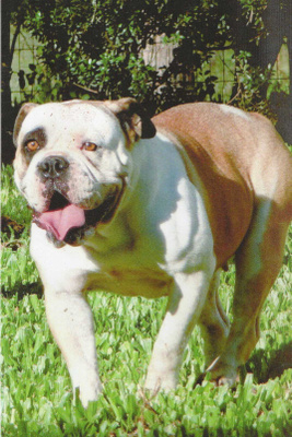 BULLDOG  POSTIKORTTI