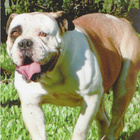 BULLDOG POSTIKORTTI - pikkukuva 1