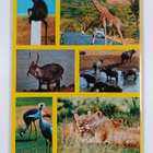 Dino Sassi : Wildlife of Kenya - pikkukuva 2