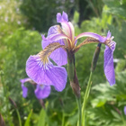 Kaunokurjenmiekka (Iris setosa), siemeniä 50 kpl - pikkukuva 5